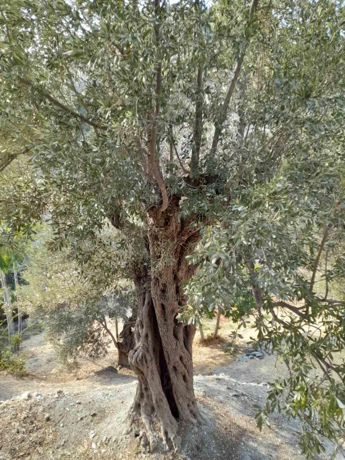 Δωμάτια Κόκκινος Πύργος Plomari Exterior foto
